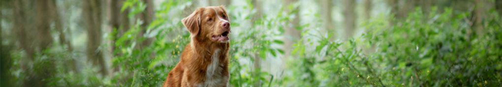 senior hond senior hond
