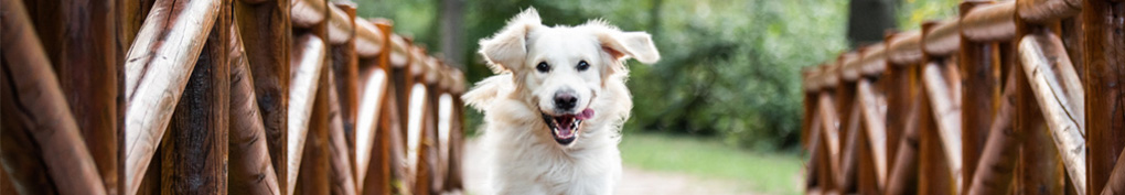 volwassen hond volwassen hond